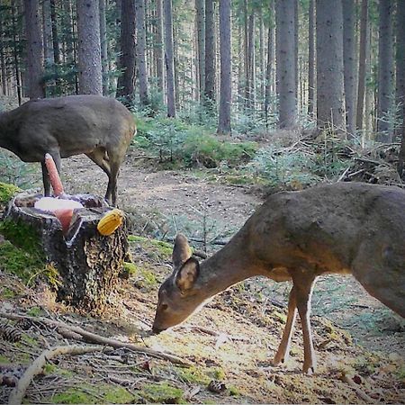 Ferienwohnung Kochs Beeren Oberfresen エクステリア 写真