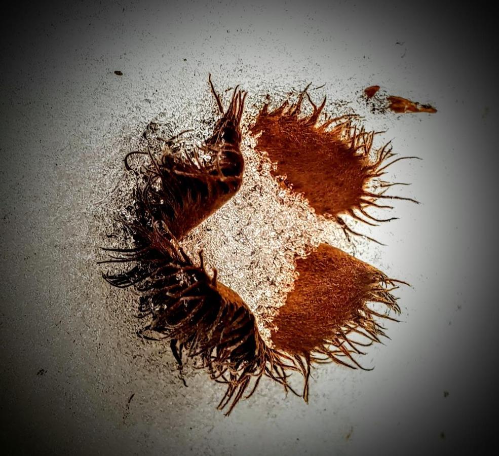 Ferienwohnung Kochs Beeren Oberfresen エクステリア 写真