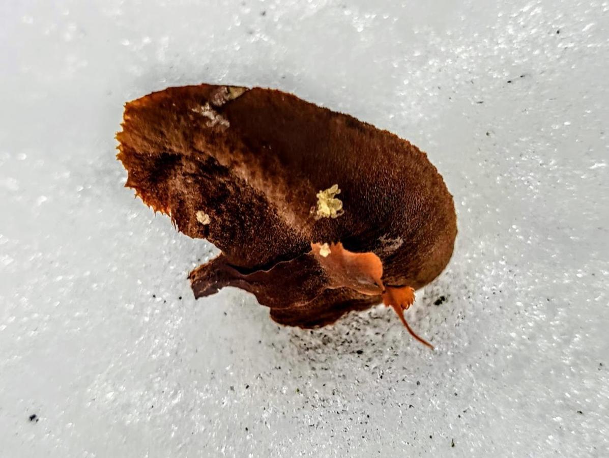 Ferienwohnung Kochs Beeren Oberfresen エクステリア 写真