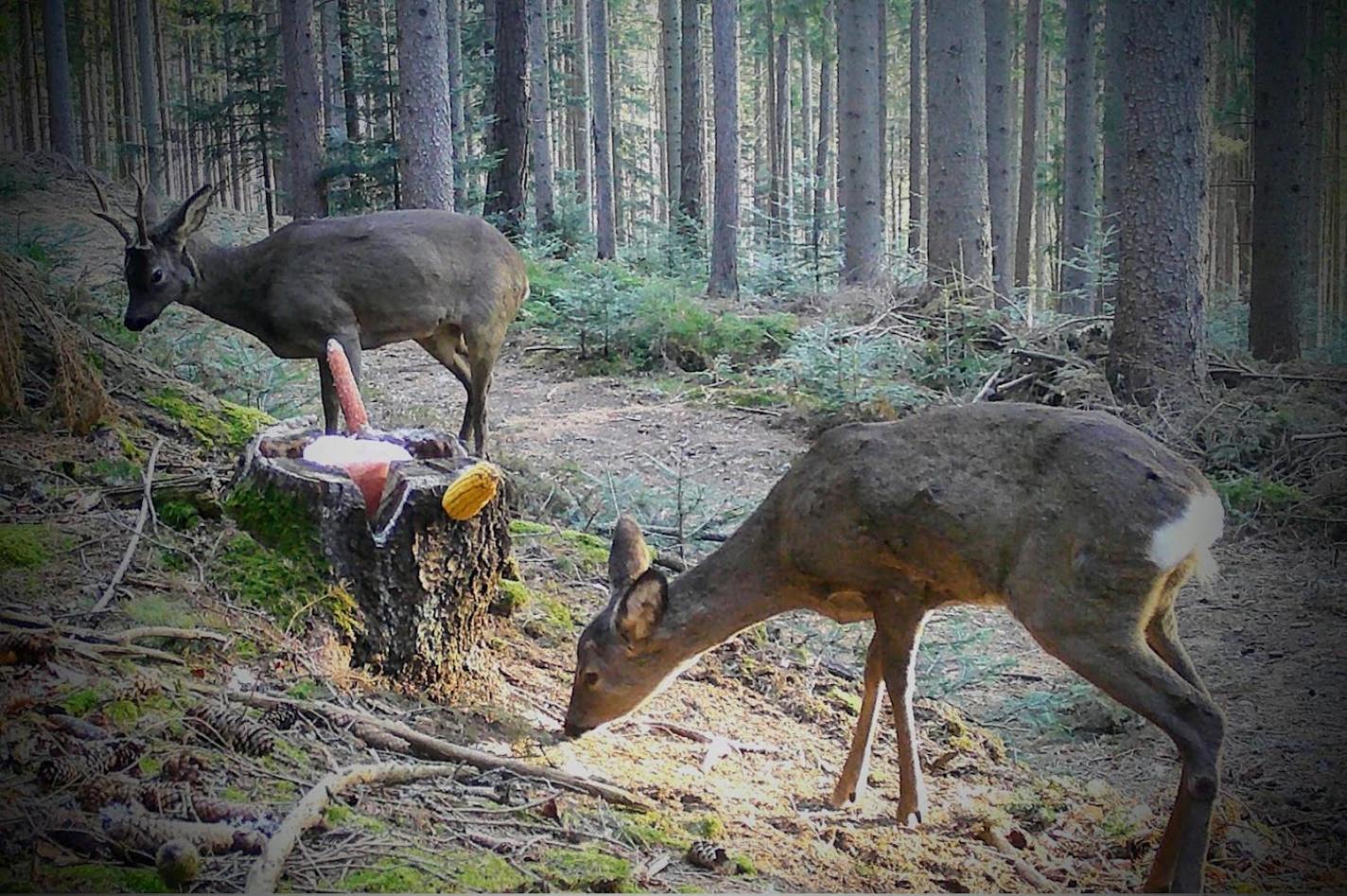 Ferienwohnung Kochs Beeren Oberfresen エクステリア 写真