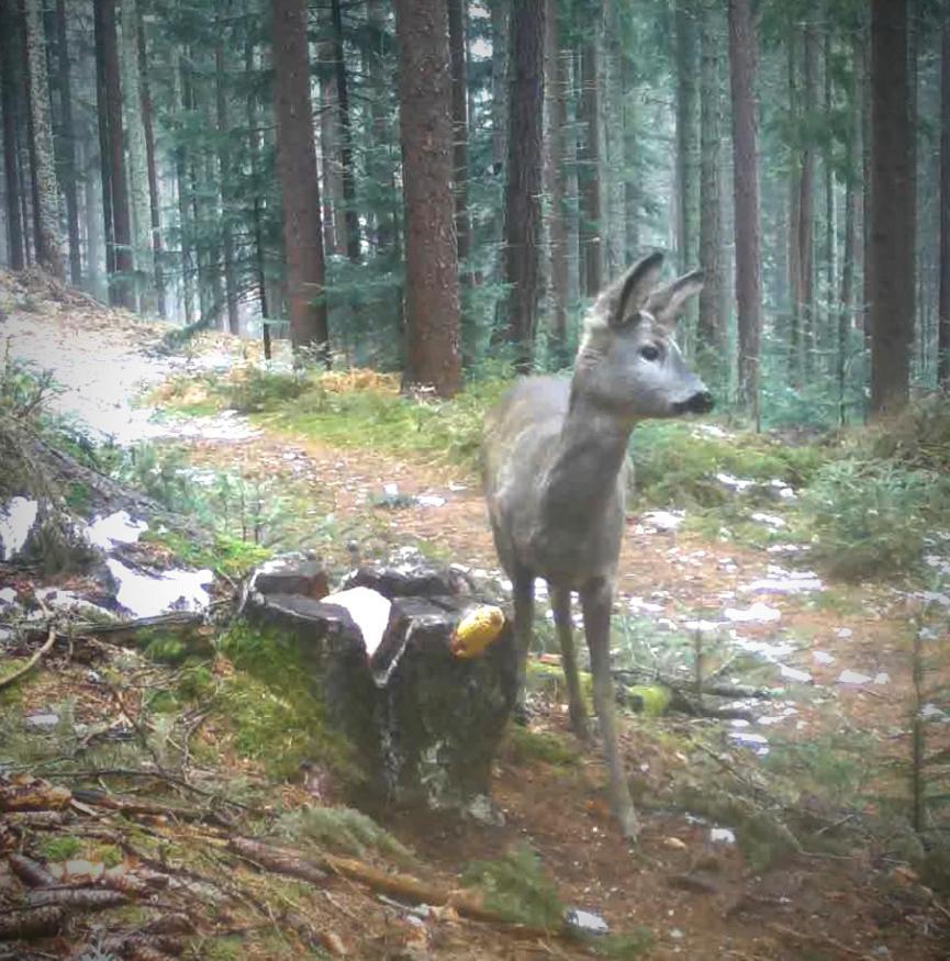 Ferienwohnung Kochs Beeren Oberfresen エクステリア 写真