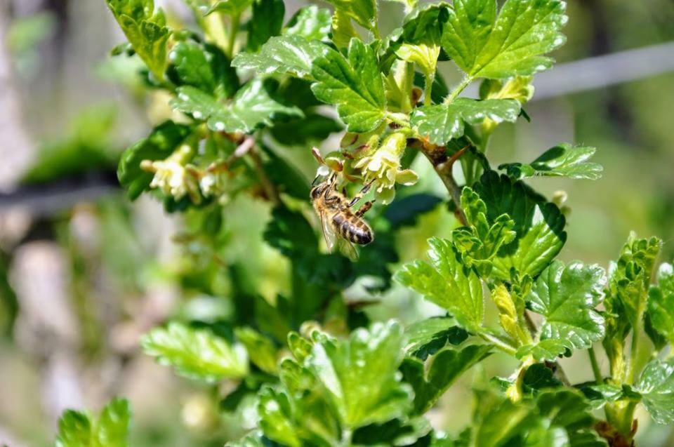 Ferienwohnung Kochs Beeren Oberfresen エクステリア 写真