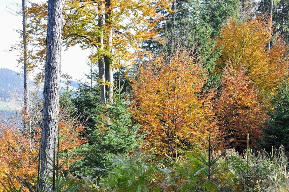 Ferienwohnung Kochs Beeren Oberfresen エクステリア 写真