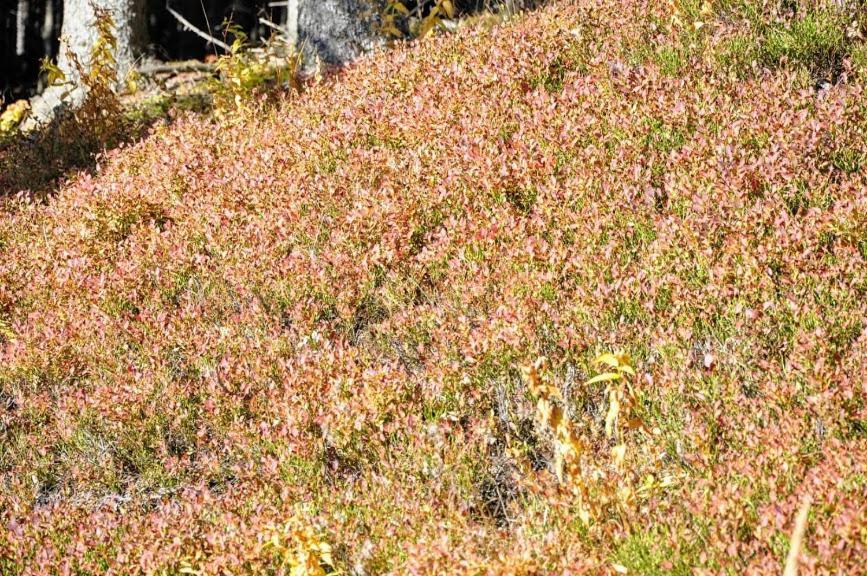Ferienwohnung Kochs Beeren Oberfresen エクステリア 写真
